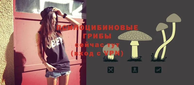 Галлюциногенные грибы Cubensis  Ершов 